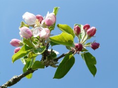 apple-blossom-6983_960_720